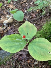 Trillium undulatum