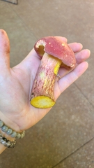 Baorangia bicolor