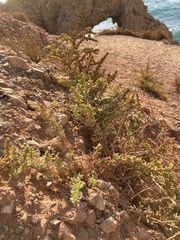 Salsola papillosa
