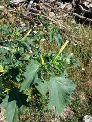 Datura