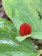Trillium undulatum