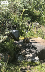 Marmota flaviventris