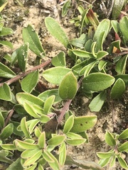 Arctostaphylos uva-ursi