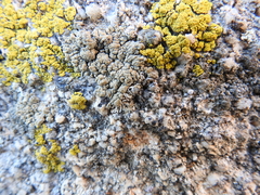 Lecanoromycetes