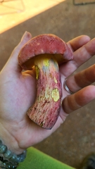 Baorangia bicolor