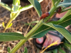 Tetraopes femoratus