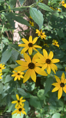 Rudbeckia triloba