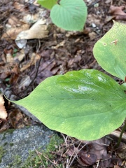 Trillium undulatum