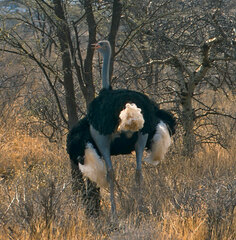 Struthio molybdophanes