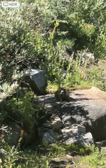 Marmota flaviventris