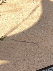 Masticophis flagellum