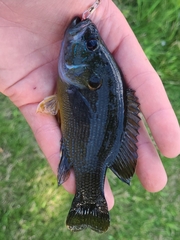 Lepomis cyanellus