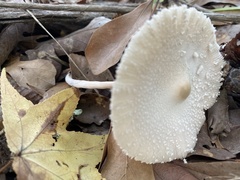 Leucocoprinus cepistipes