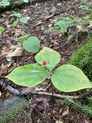Trillium undulatum