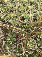 Arctostaphylos uva-ursi
