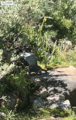 Marmota flaviventris