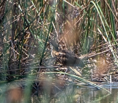 Botaurus lentiginosus