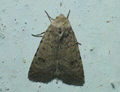Caradrina