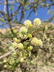 Vachellia tortilis raddiana