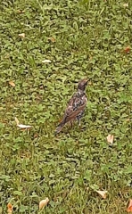Sturnus vulgaris