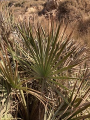 Chamaerops humilis