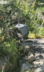 Marmota flaviventris