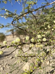 Vachellia tortilis raddiana