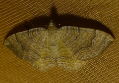 Camptogramma bilineata