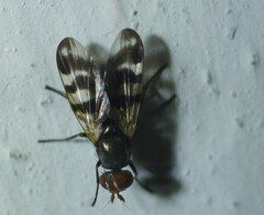 Ceroxys urticae