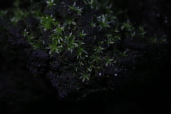 Rosulabryum