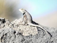 Sceloporus magister