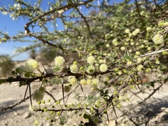 Vachellia tortilis raddiana