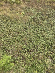 Arctostaphylos uva-ursi