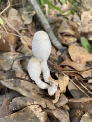 Leucocoprinus cepistipes