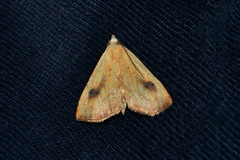 Rivula sericealis