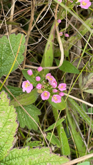 Centaurium erythraea