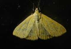 Sitochroa verticalis