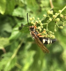 Sphecius speciosus