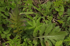 Cirsium oleraceum