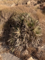 Chamaerops humilis