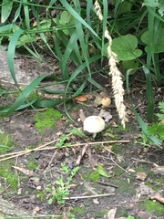 Phalaris arundinacea