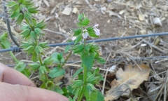 Stachys arvensis