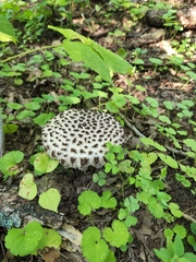 Strobilomyces strobilaceus