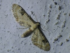 Eupithecia centaureata