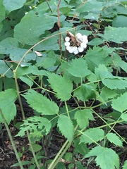 Actaea rubra neglecta