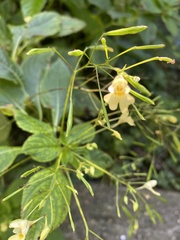 Impatiens parviflora