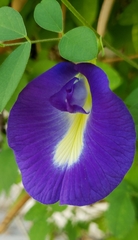 Clitoria ternatea