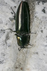 Campsosternus auratus