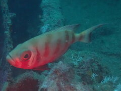 Priacanthus hamrur