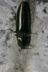 Campsosternus auratus